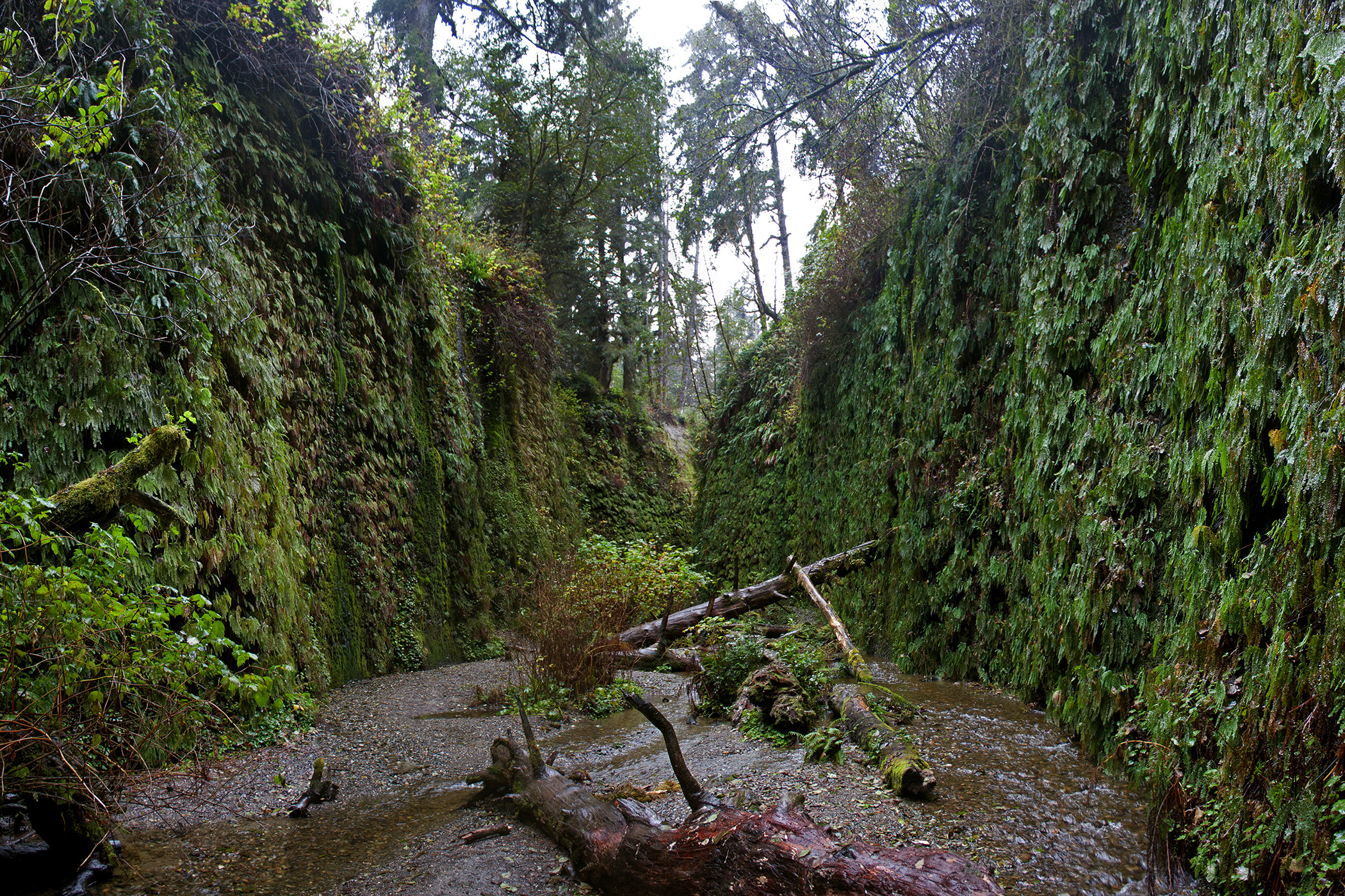 The Lost World location: Fern Canyon, Prairie Creek Redwoods State Park, Orick, California